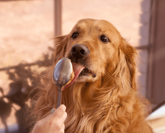 Can Dogs and Cats Eat Peanut Butter? What You Need to Know